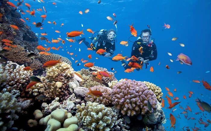 Lặn ngắm san hô chiêm ngưỡng sinh vật biển